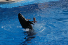 thumbs/seaworld 032.png